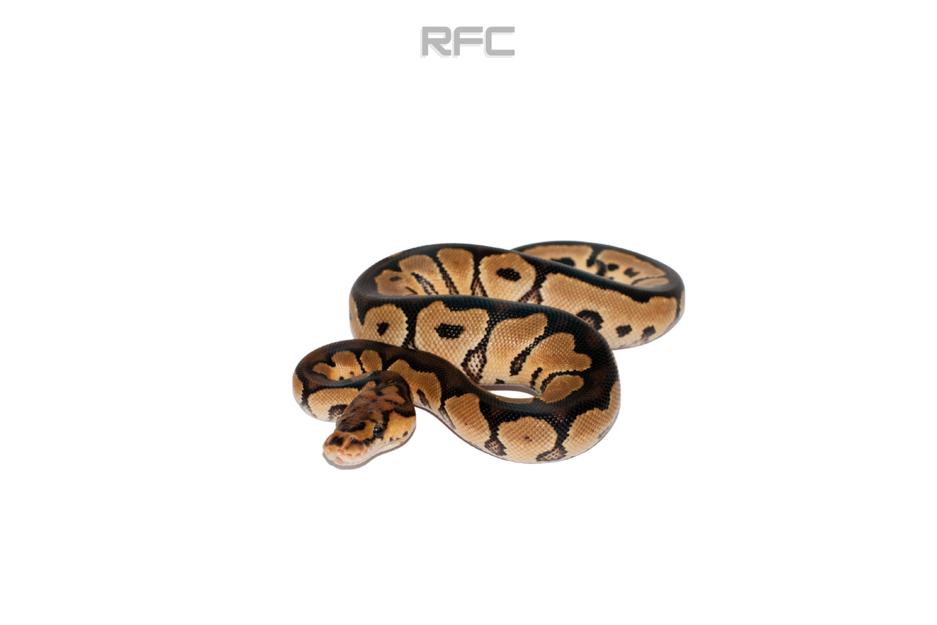 Clown DBL Het DG Axanthic
