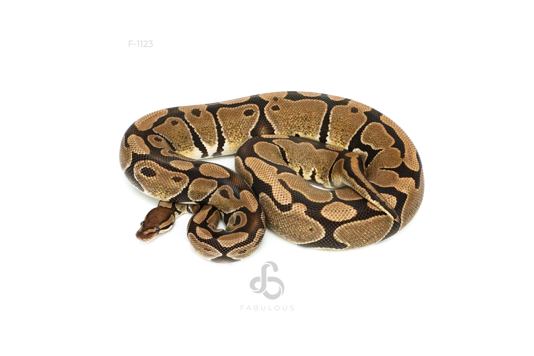 DH Lavender Puzzle