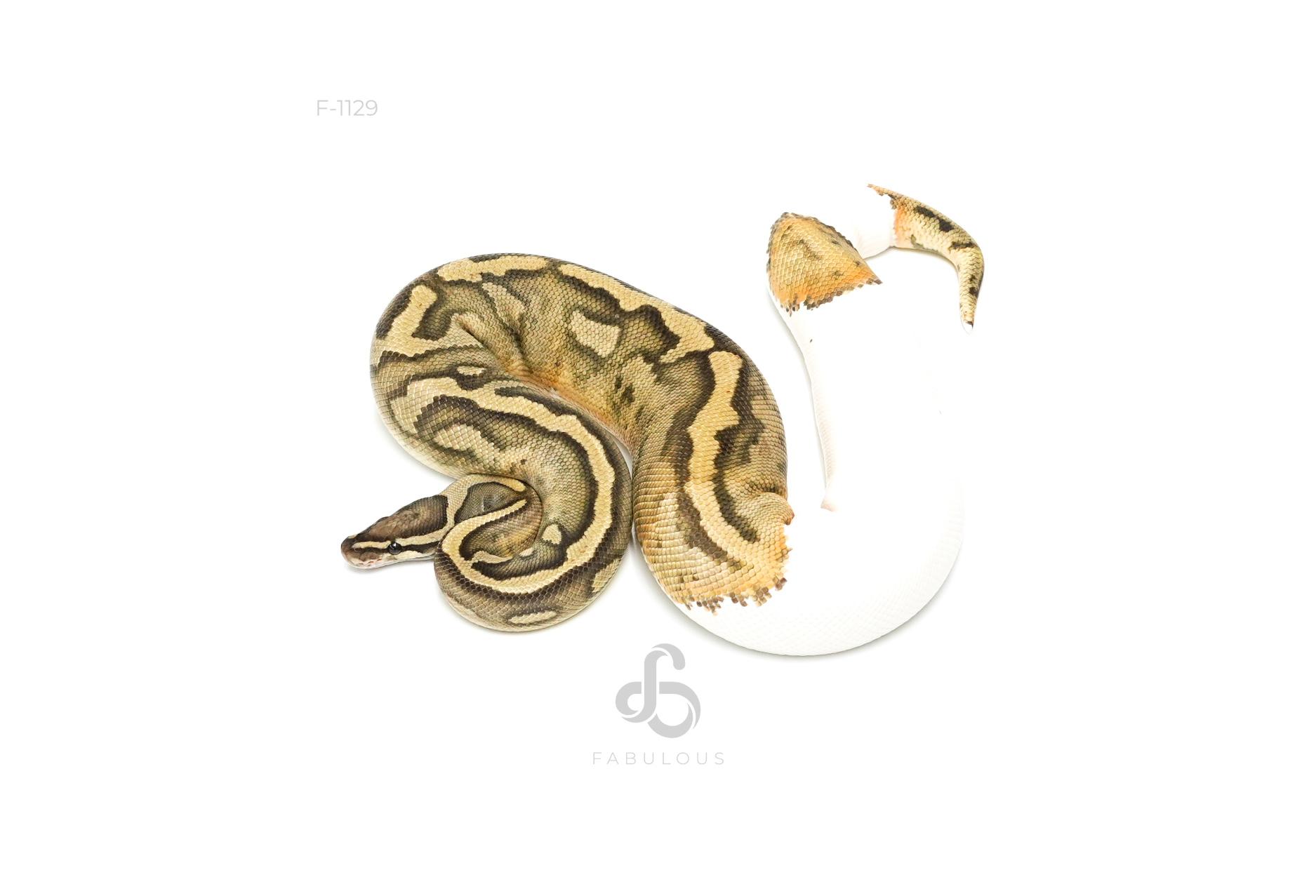 Ghost Pied 66%Ultramel