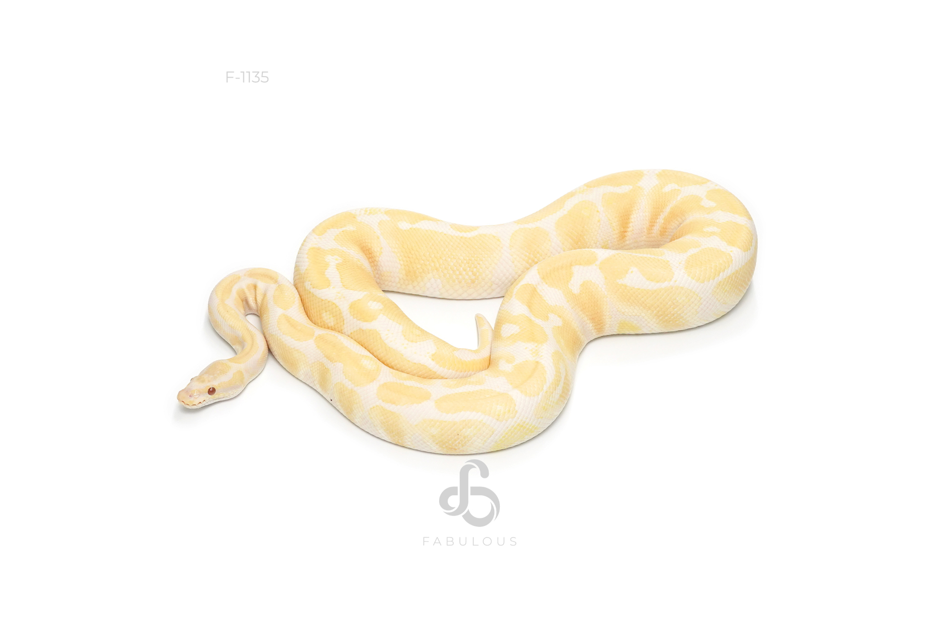 Lavender Het Puzzle