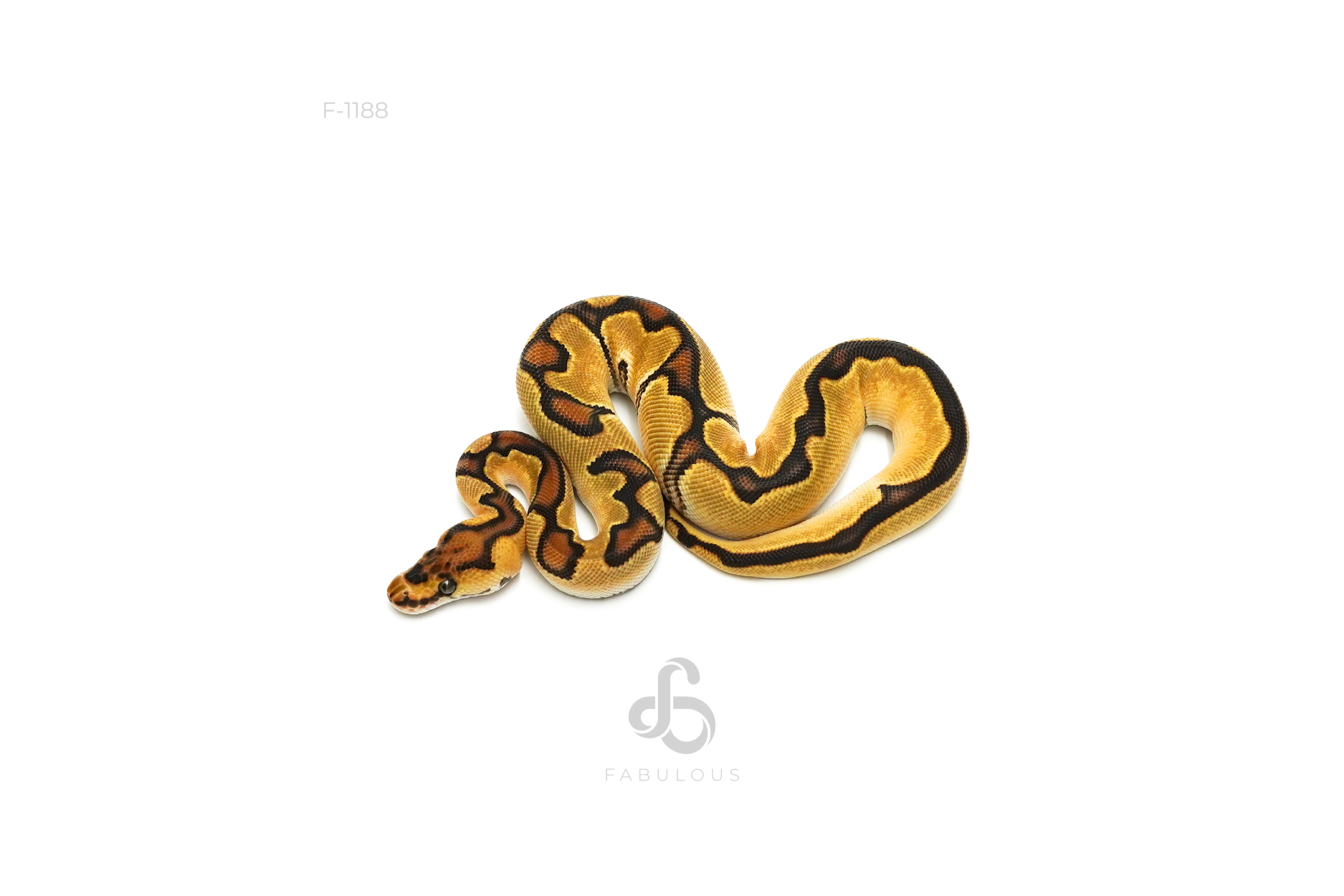 OD Enchi Clown Het DG 66%Hypo