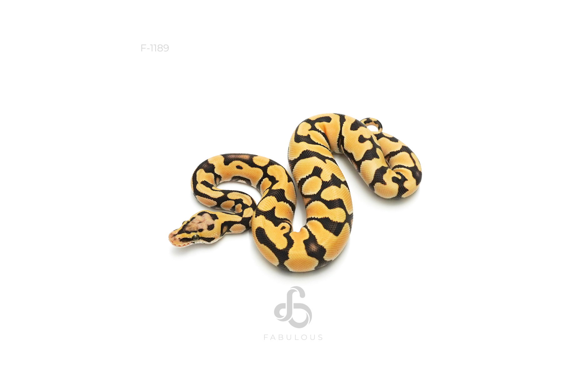 OD Enchi Spotnose Pastel DG 66%Clown 50%Hypo
