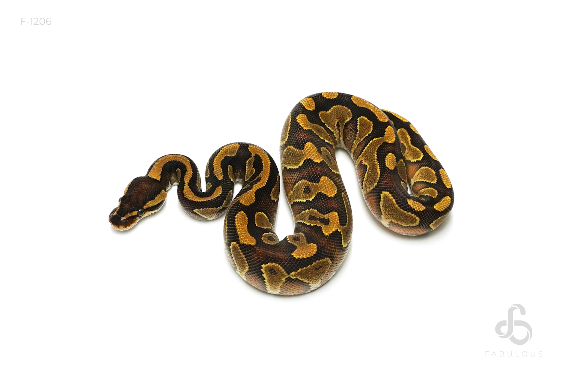 Blackhead Enchi YB Het DG 66%Hypo