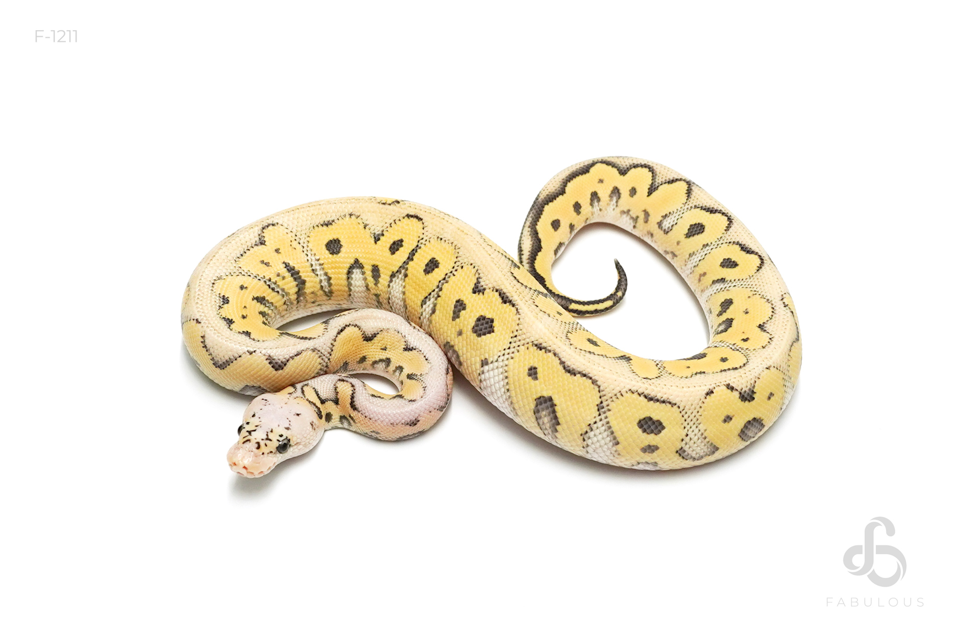 Super Pastel DG Clown 50% Hypo