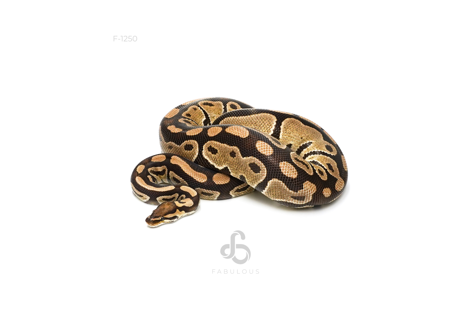 DH Lavender Clown
