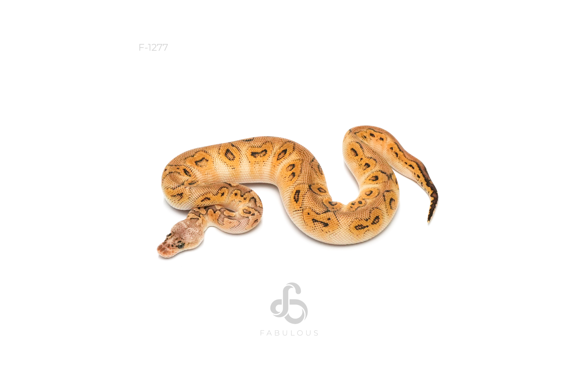 Bongo Pastel Clown Het Sunset