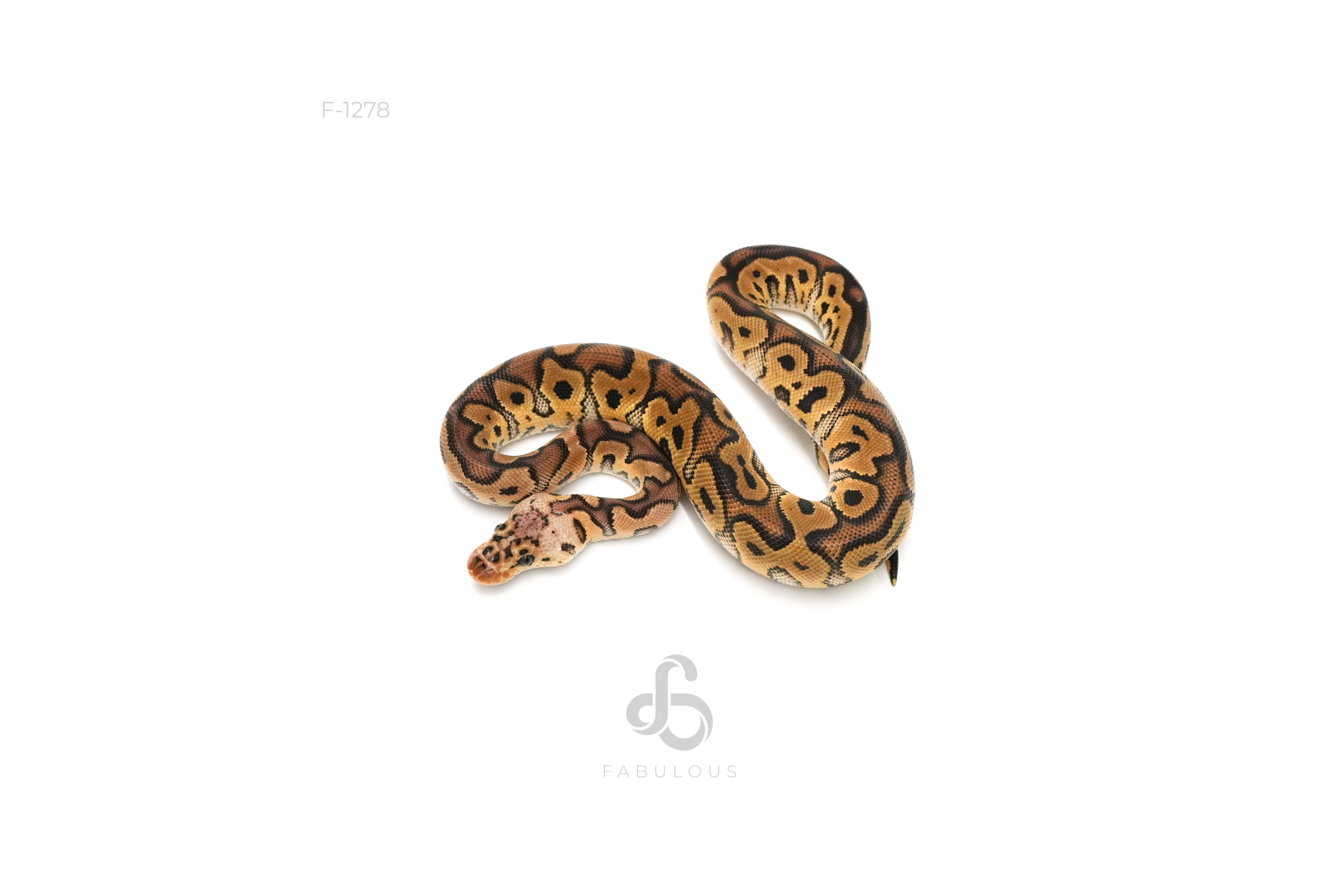 Pastel Clown Het Sunset