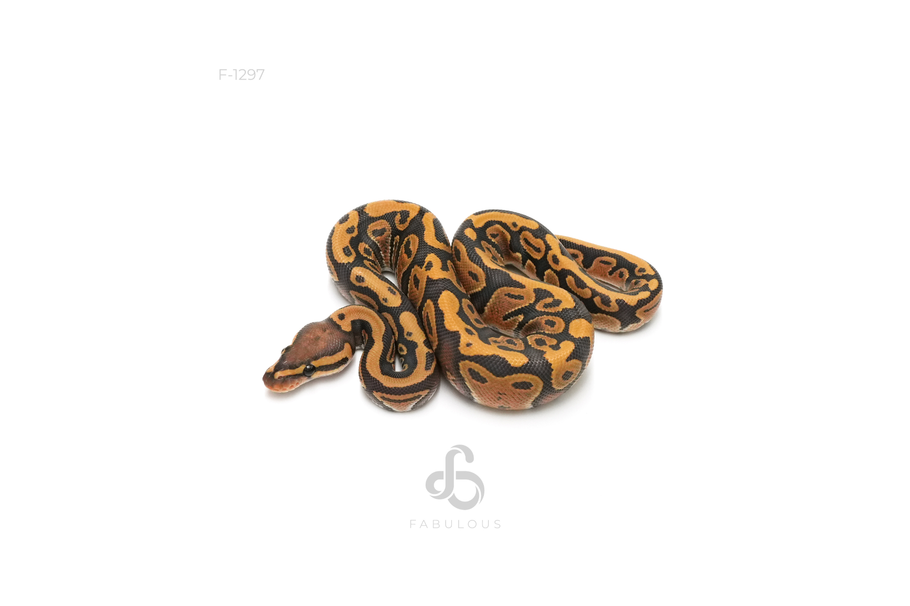Hypo DH Clown Pied