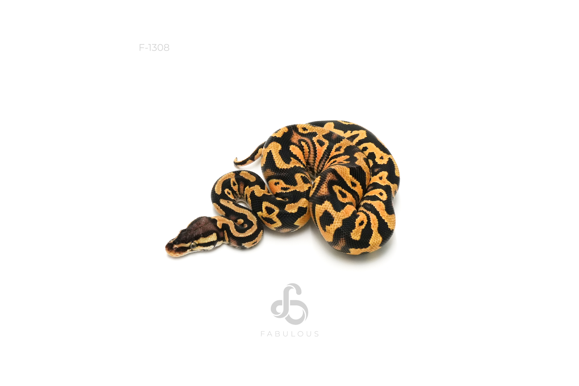 YB Pastel DH Clown Pied