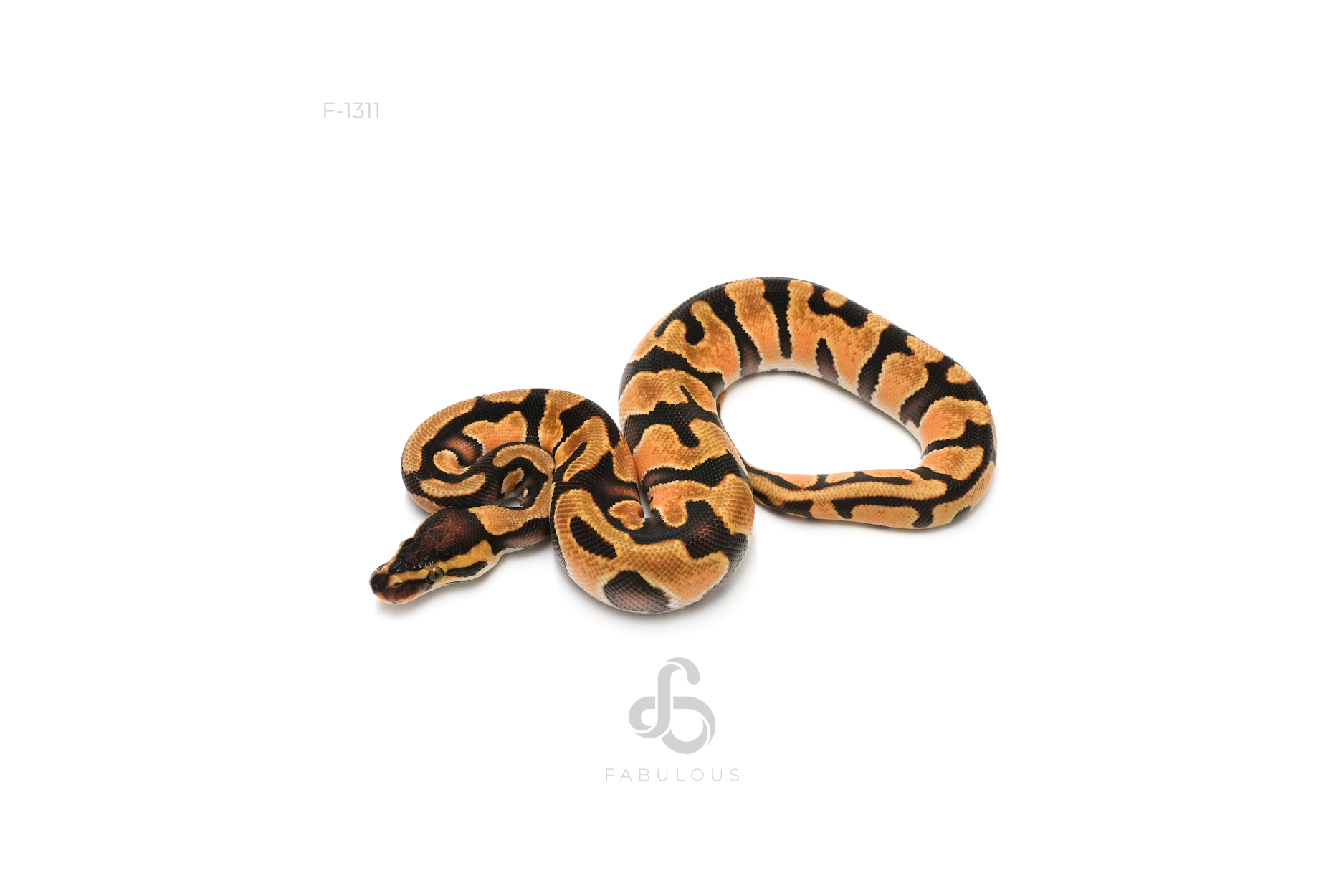 OD Enchi DH Clown Pied