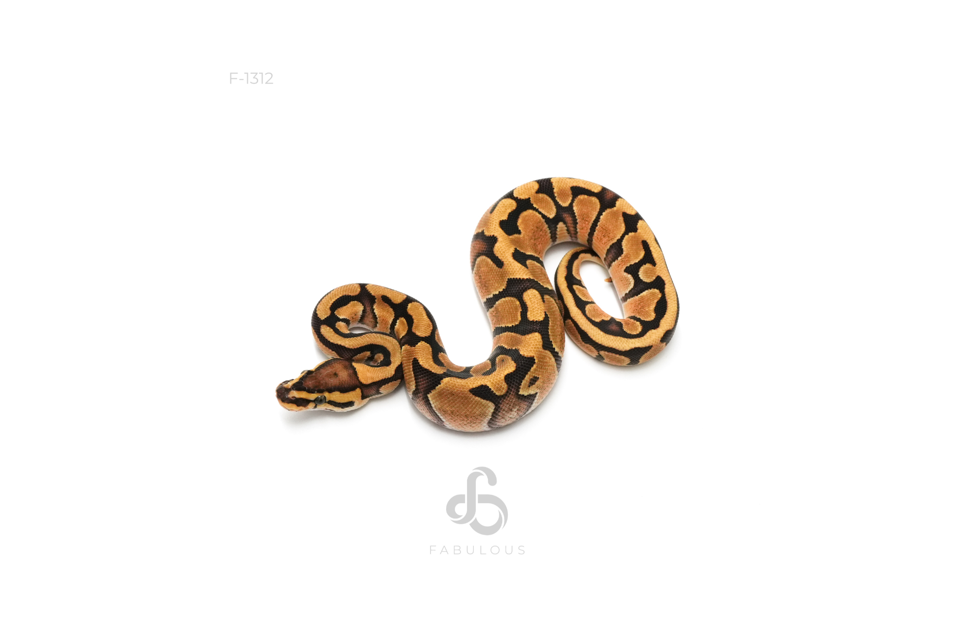 Enchi Vanilla DH Clown Pied