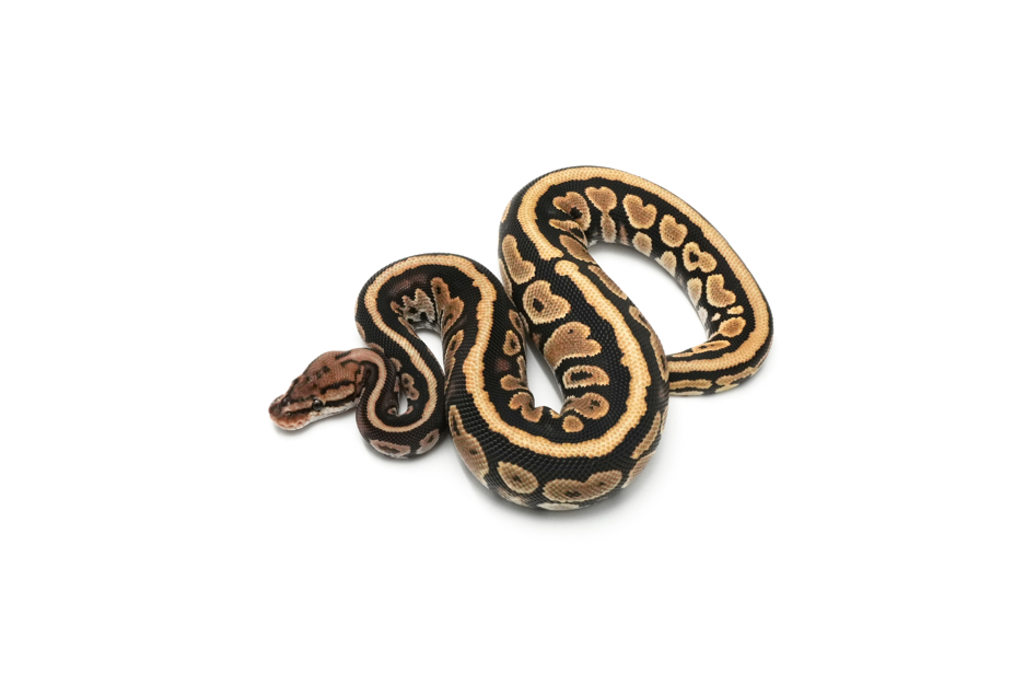 Redhead Spotnose Het Clown