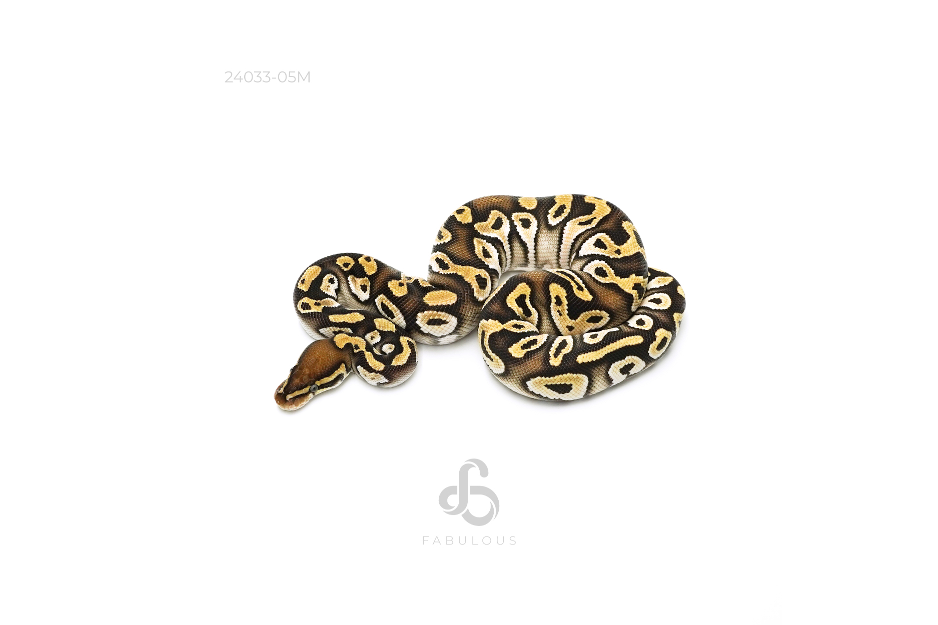 OD Mojave DH Monsoon Clown