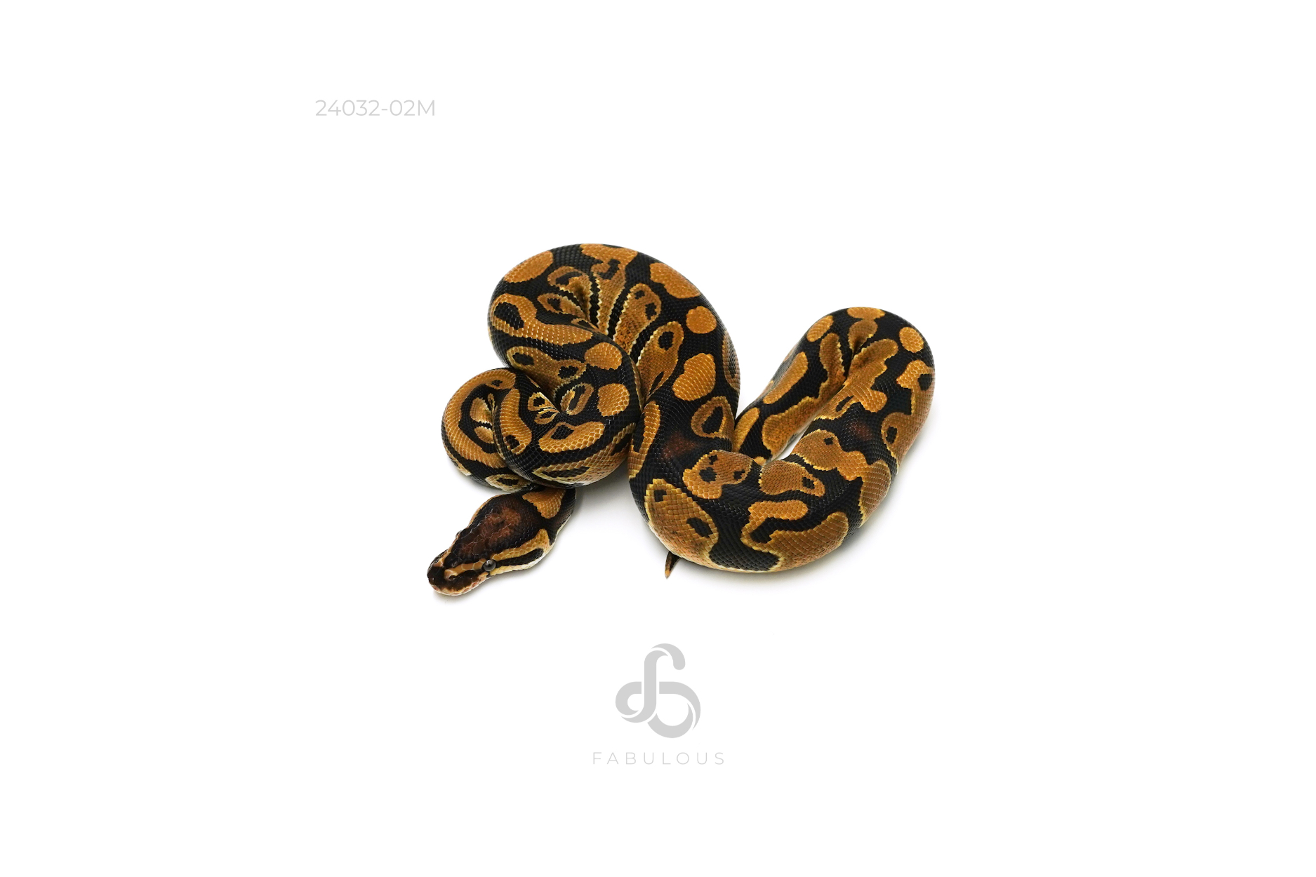 QH Axanthic (TSK/Black) DG Clown Pied