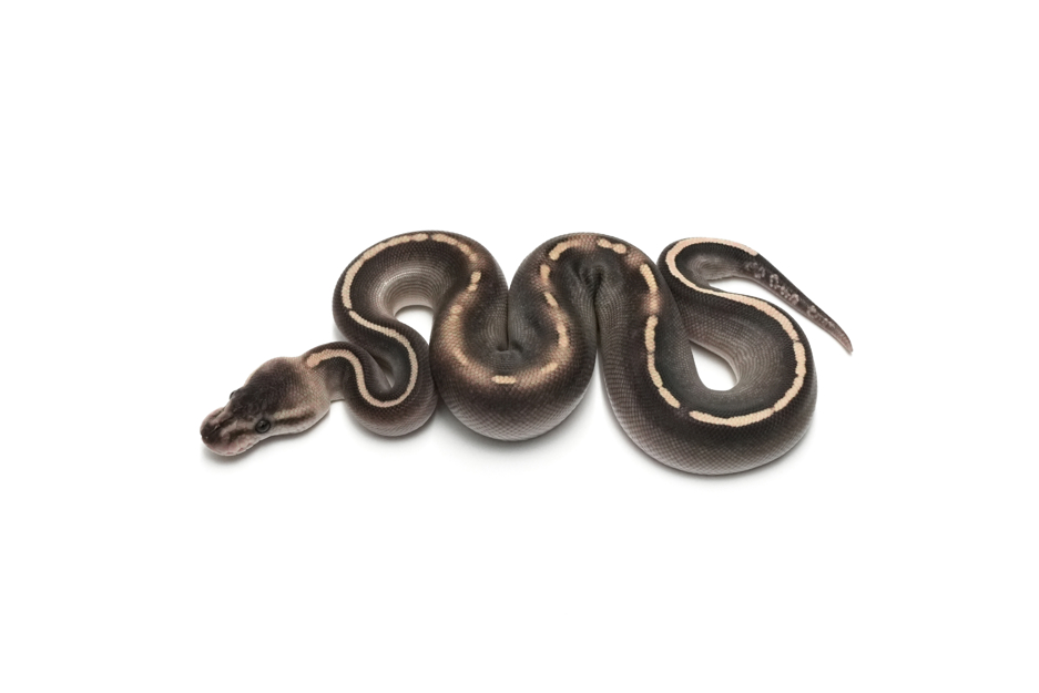 GHI Blackpastel Mojave Gravel or YB Het Clown