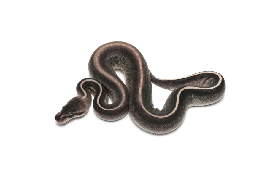 GHI Blackpastel Leopard Mojave Gravel or YB Het Clown
