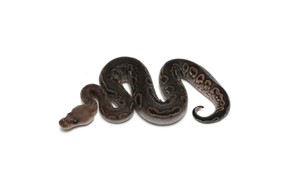 GHI Blackpastel Gravel or YB Clown