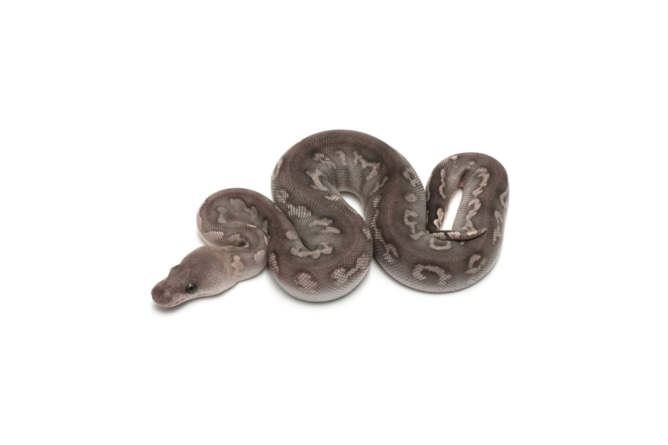 GHI Blackpastel Mojave Gravel or YB Clown