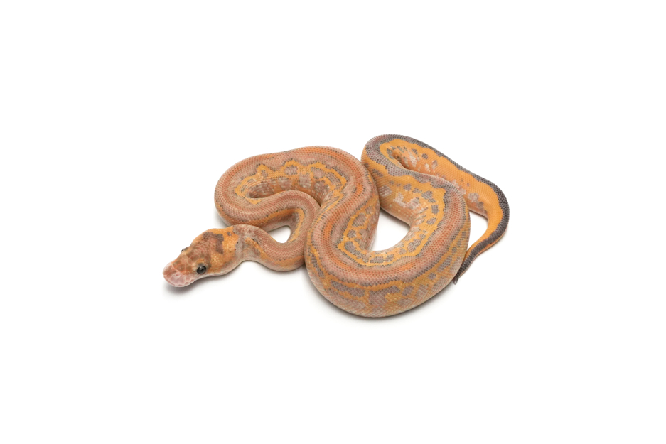 GHI Leoaprd Mojave Highway Clown