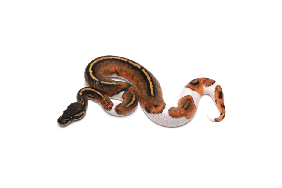 Leopard Mahogany Pied 66%Lavender