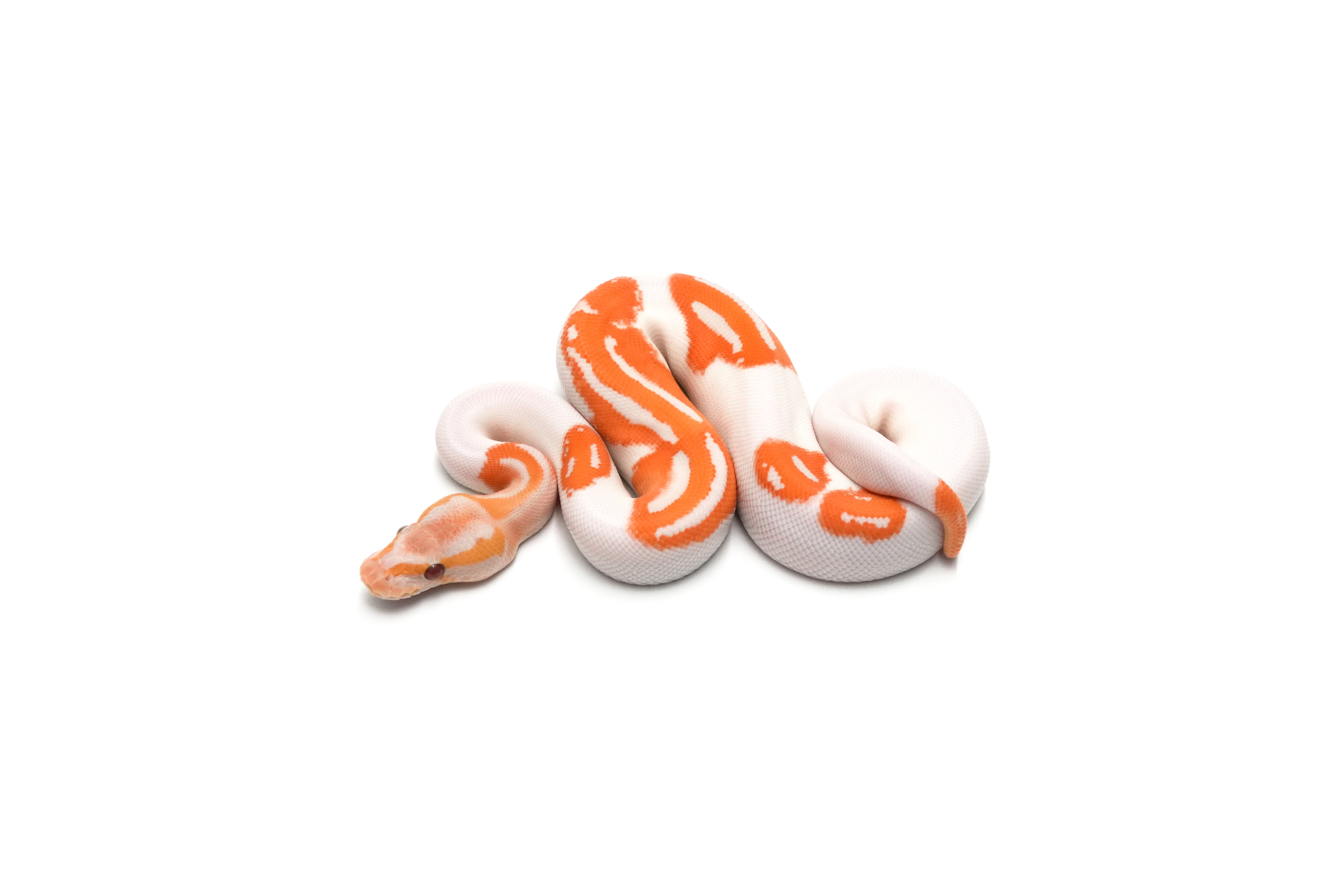 Mahogany Leopard YB Dreamsicle