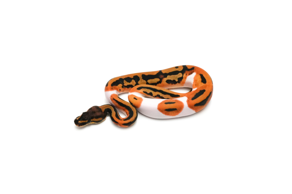 Leopard Pied Het Clown 66%DG Pos Het Hypo
