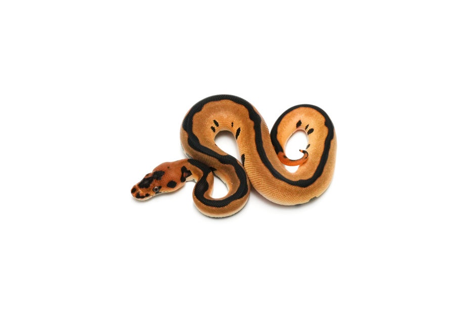 OD Leopard Clown 66%DH DG Pied Pos Het Hypo