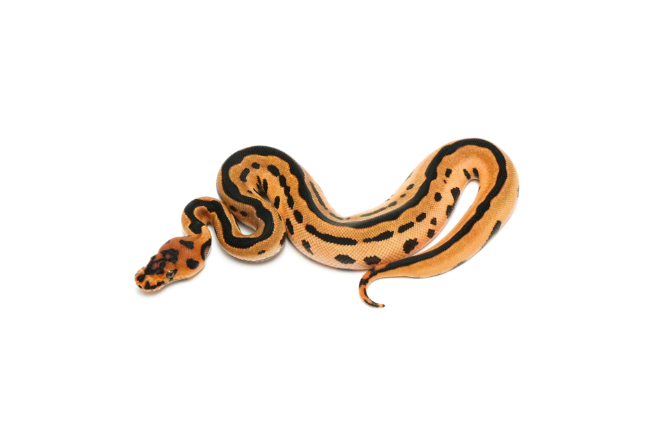 OD Leopard YB Clown 66%DH DG Pied Pos Het Hypo
