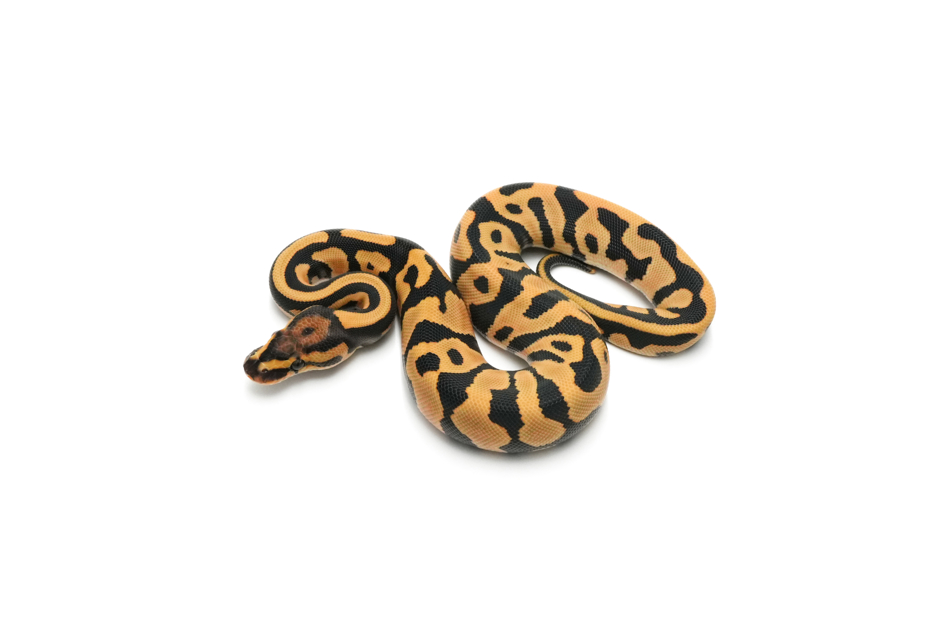 OD Leopard DG Het Clown 66%Pied Pos Het Hypo