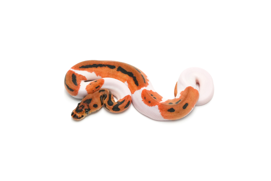 OD Leopard Clown Pied 66%DG Pos Het Hypo