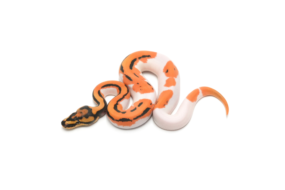 OD Leopard YB DG Pied Het Clown Pos Het Hypo