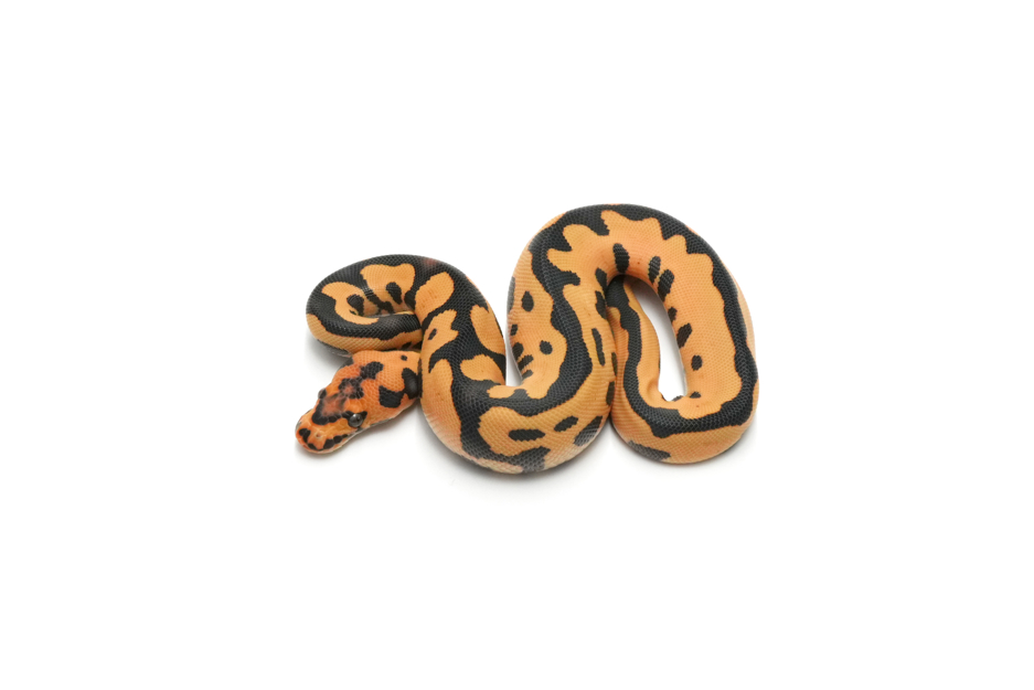 Leopard YB DG Clown 66%Pied Pos Het Hypo