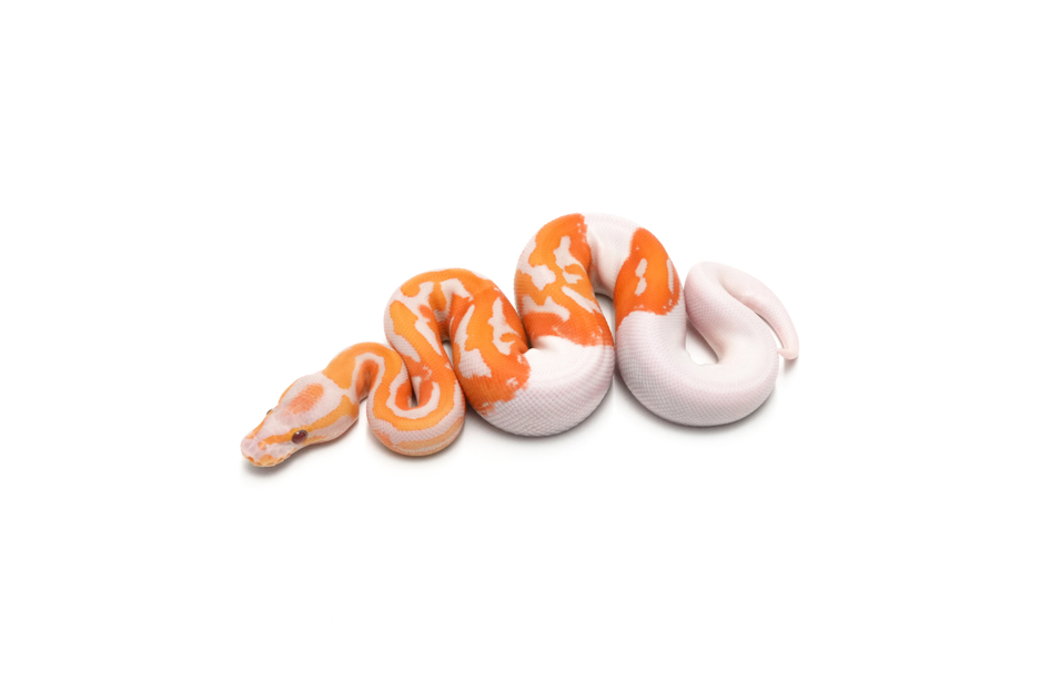 Dreamsicle