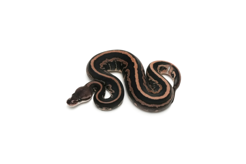 Redhead Leopard Cinnamon Het Clown