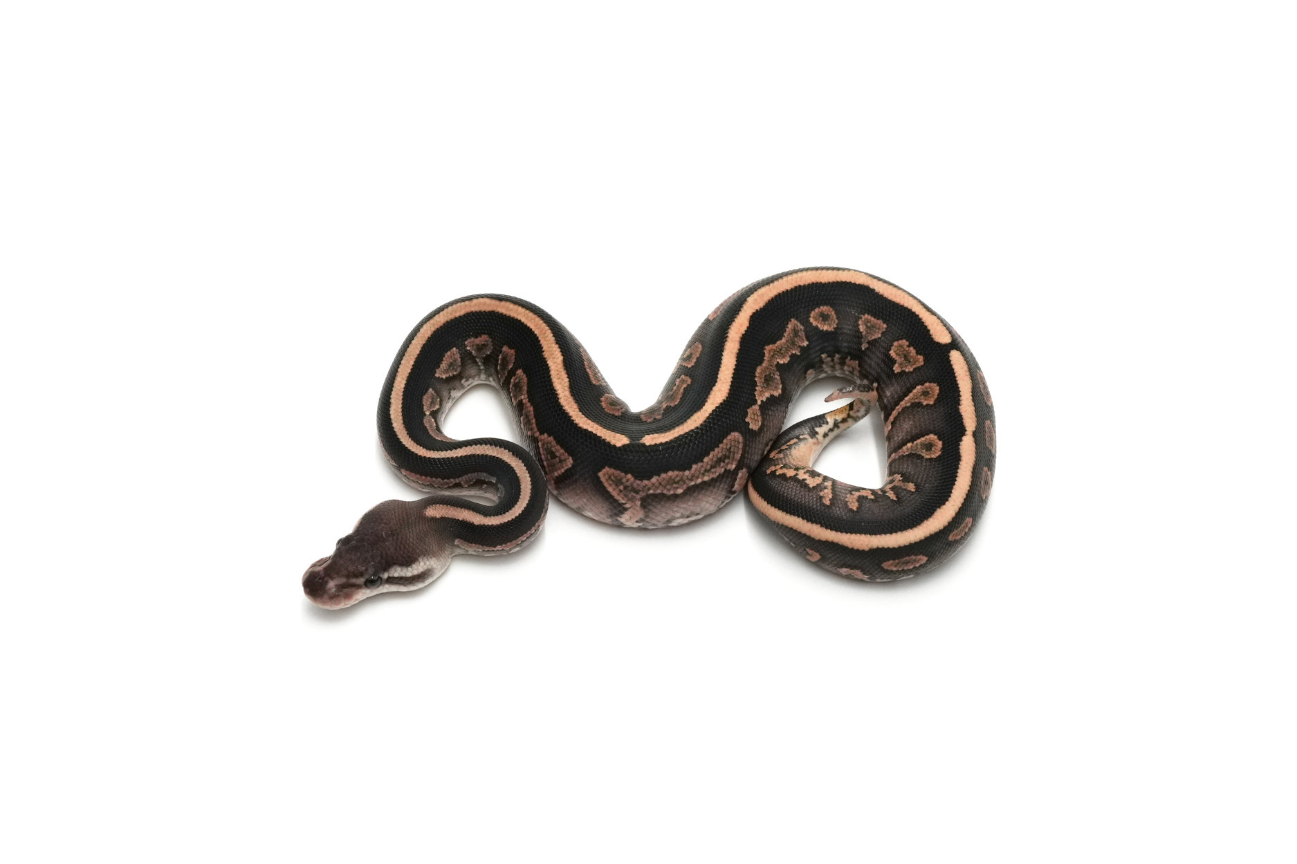 Redhead Cinnamon Het Clown