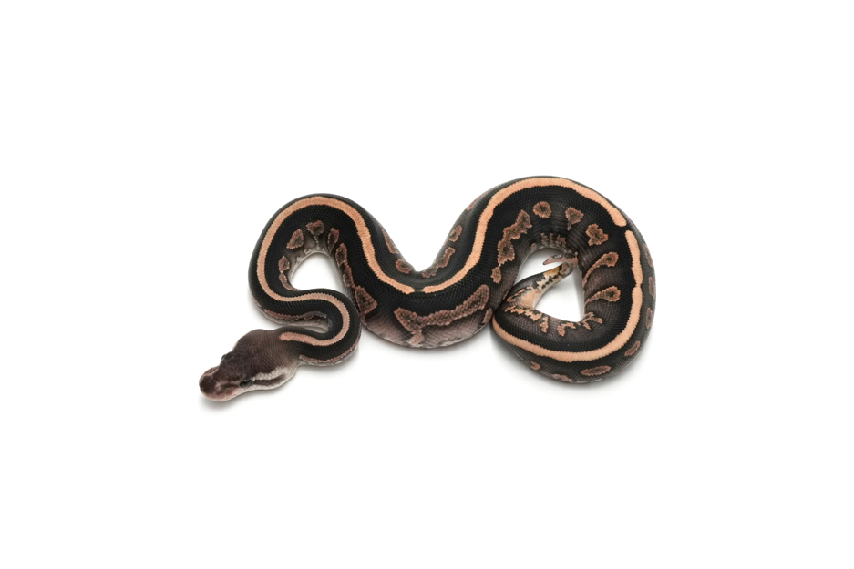 Redhead Cinnamon Het Clown