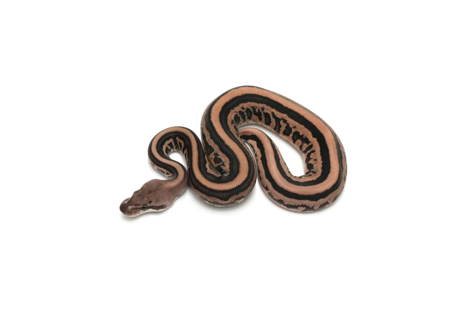 Redhead Cinnamon Leopard Spotnose Het Clown