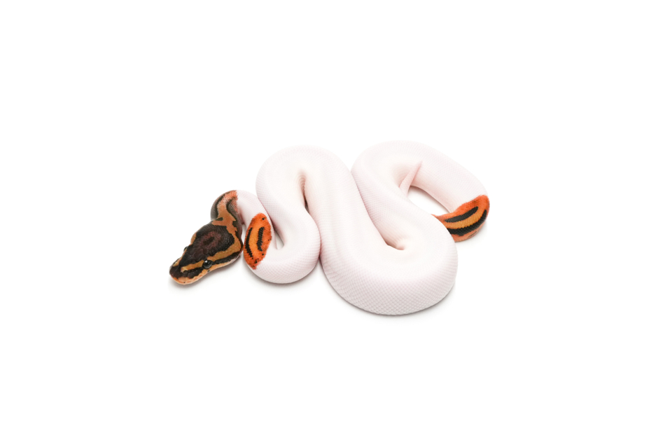 Leopard Pied DH DG Clown Pos Het Hypo