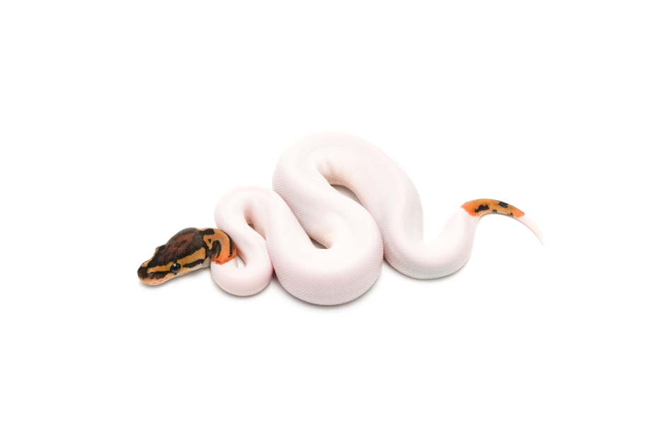 Leopard Pied DH DG Clown Pos Het Hypo