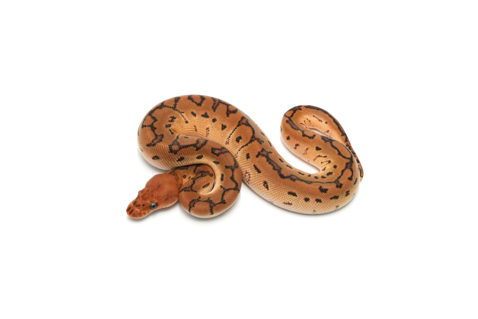 Pinstripe Clown DH DG Pied Pos Het Hypo