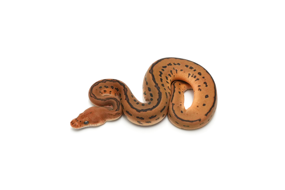Leopard Pinstripe Clown DH DG Pied Pos Het Hypo