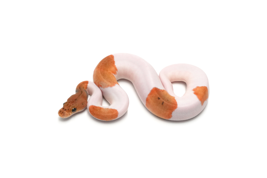 Pinstripe Clown Pied Het DG Pos Het Hypo