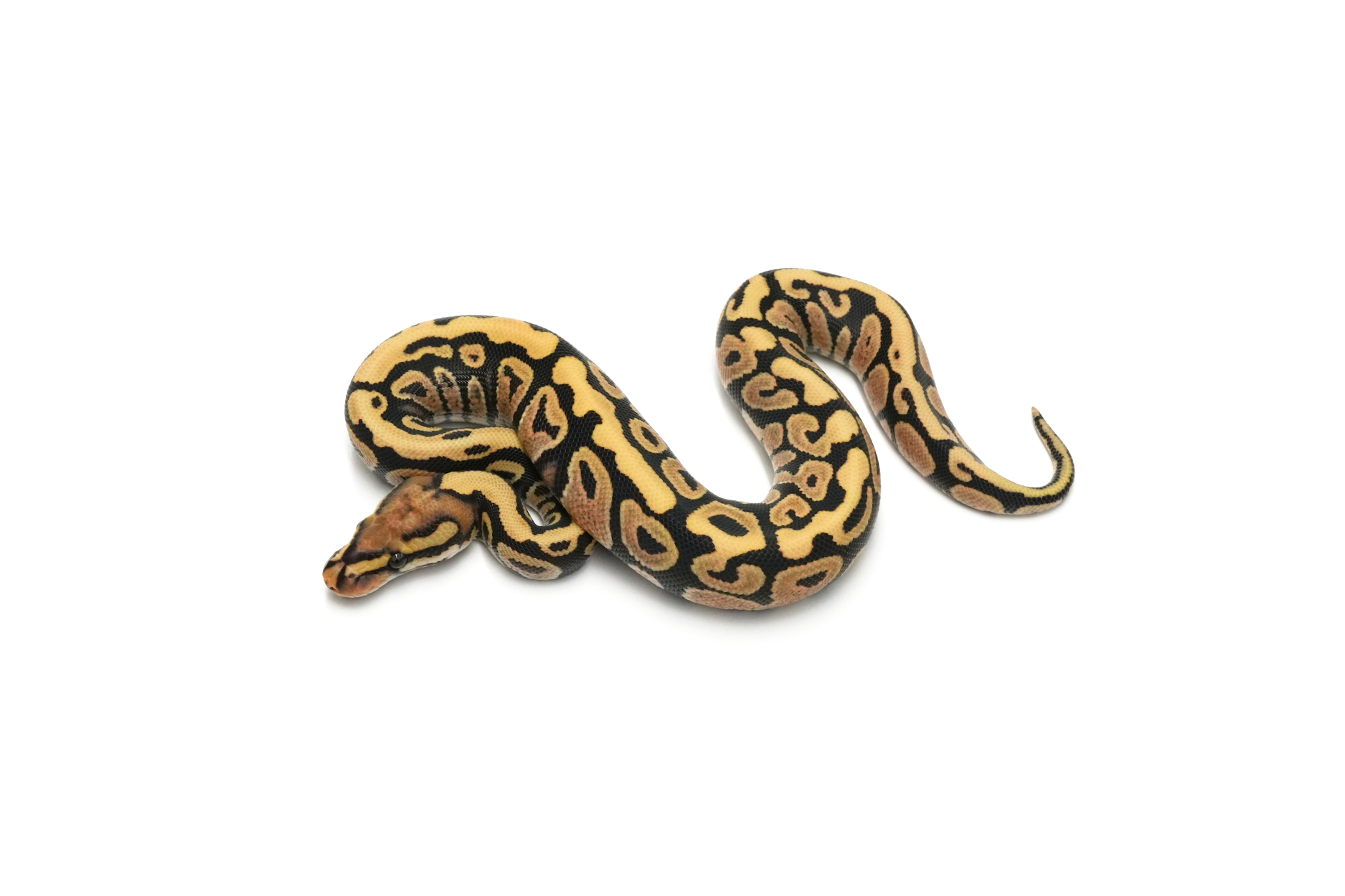 Spotnose YB DG Het Hypo 66%Clown