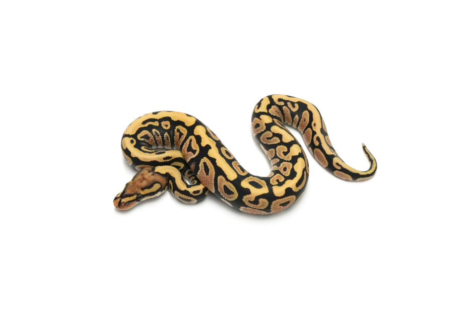 Spotnose YB DG Het Hypo 66%Clown