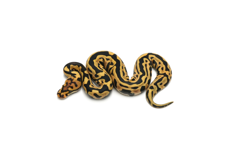 Leopard Spotnose YB DG Het Hypo 66%Clown