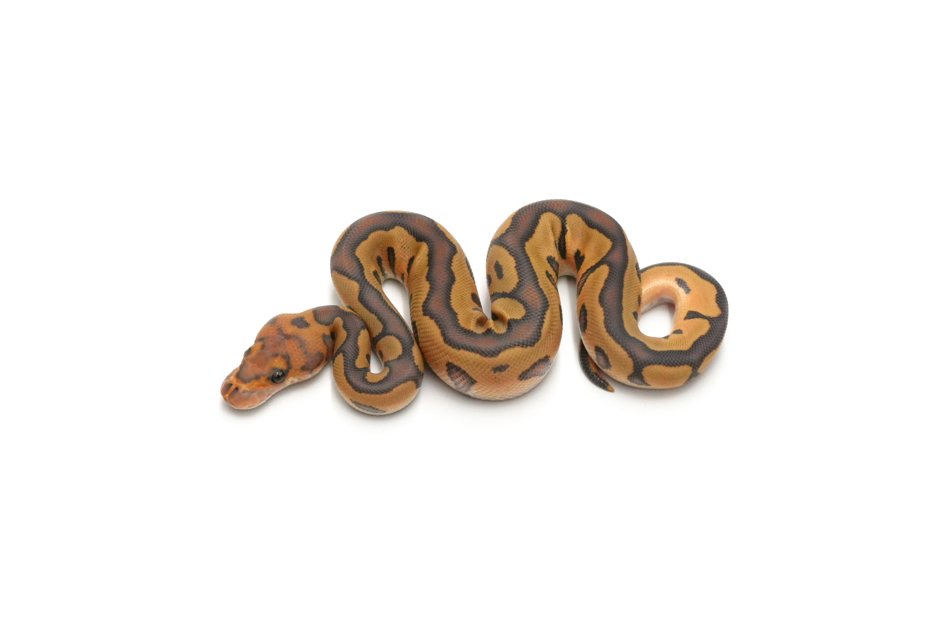 Leopard Hypo Clown Het DG