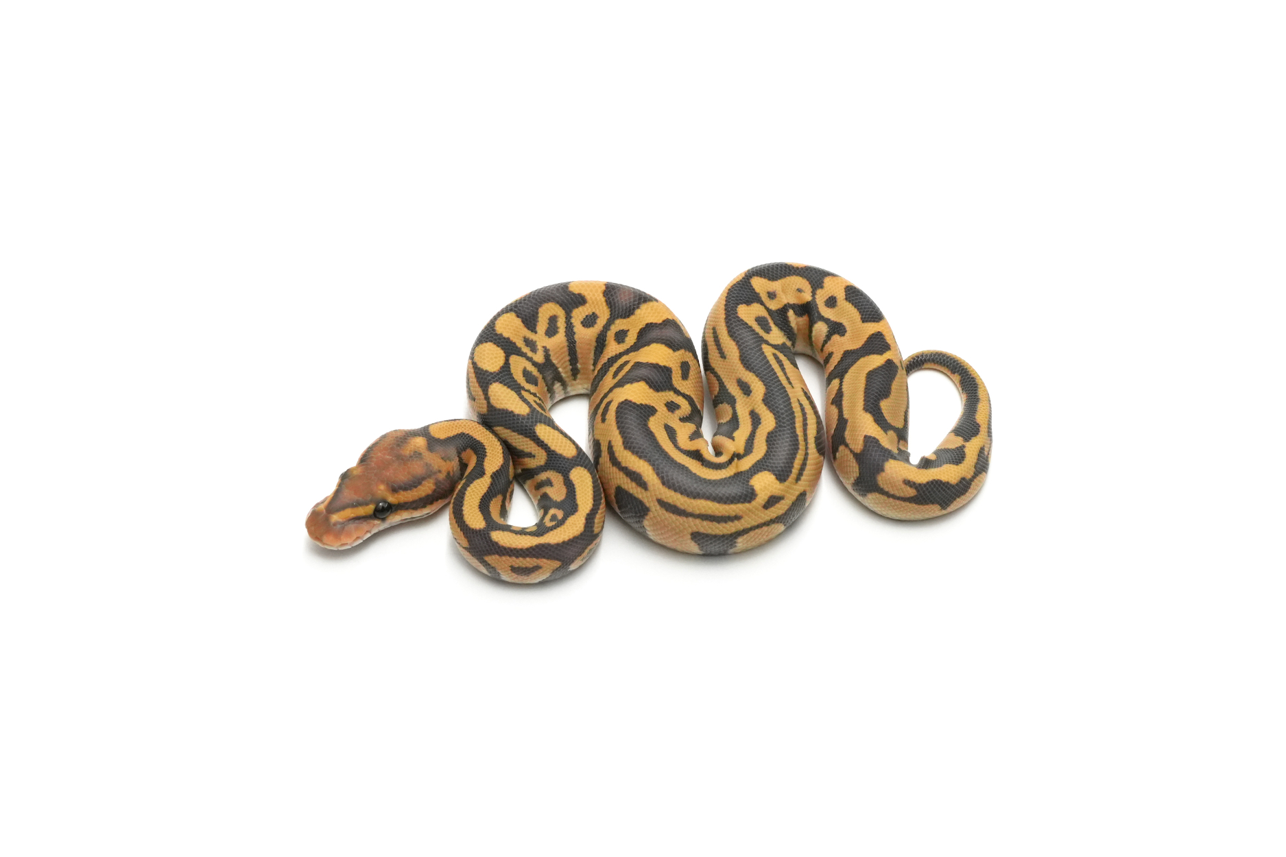 Leopard Hypo DG 66%Clown