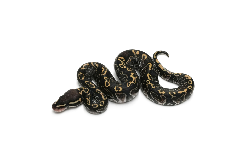 GHI Hurricane Het Clown 50%Ultramel