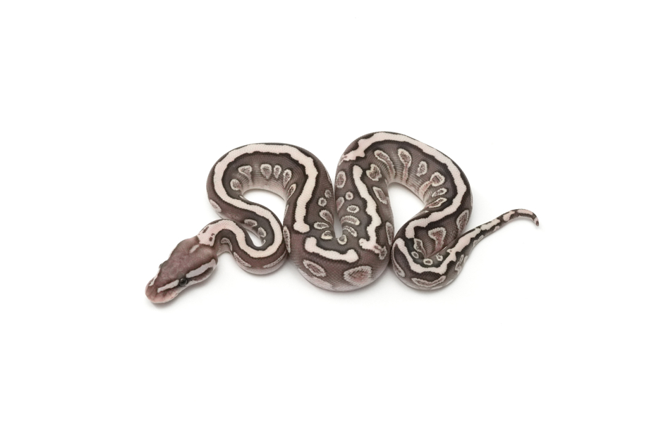 GHI Lesser Cinnamon Spotnose Het Clown 50%Ultramel
