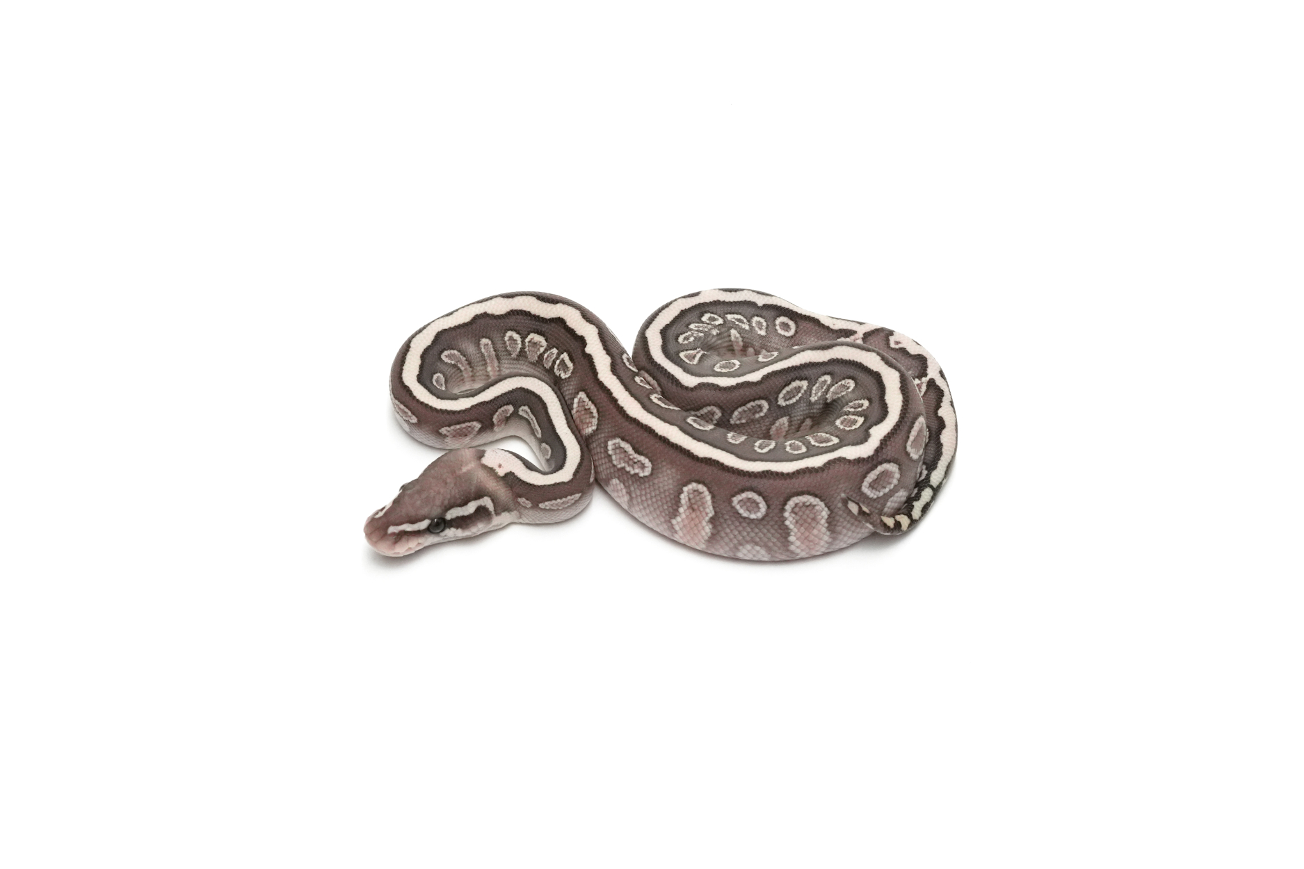 GHI Hurricane Lesser Cinnamon Spotnose Het Clown 50%Ultramel